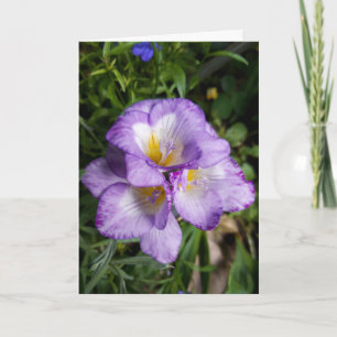 Lila Freesia Blume Card Karte