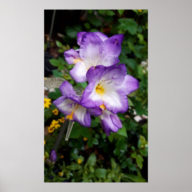 Lila Freesia Blume Poster (Vorne)