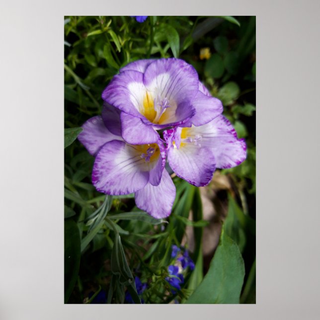 Lila Freesia Blume Poster (Vorne)