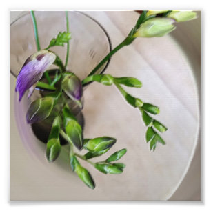 lila Freesia-Knospen Fotodruck