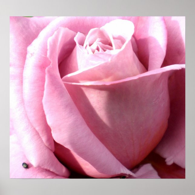 Lila Freude Poster (Vorne)