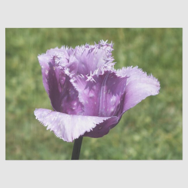 Lila Fringed Tulip Seidenpapier (Vorderseite)