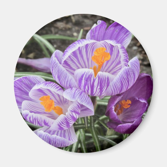 Lila Frühjahrskuken. Magnet (Vorne)
