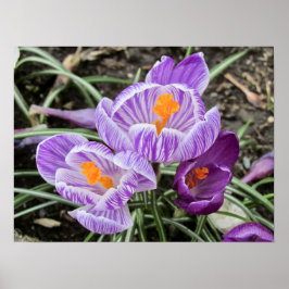 Lila Frühjahrskuken. Poster