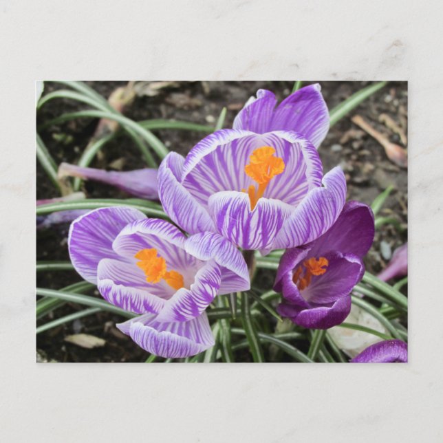 Lila Frühjahrskuken. Postkarte (Vorderseite)