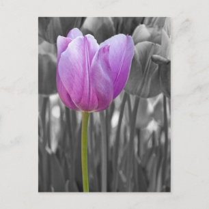Lila Frühling-Tulip auf Schwarz und Weiß Postkarte