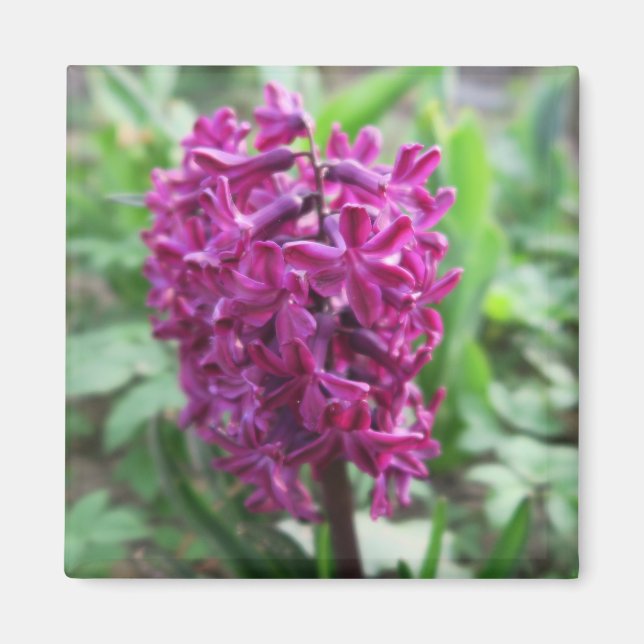 lila Frühlingsblume Magnet (Vorne)