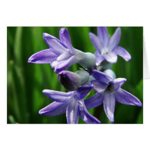 Lila Frühlingsblumen