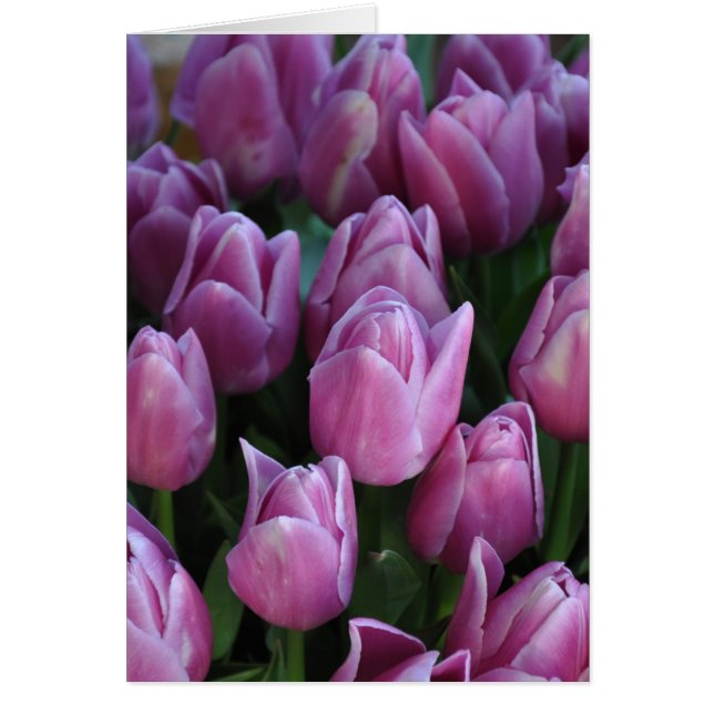 Lila Frühlingtulis (Vorne)