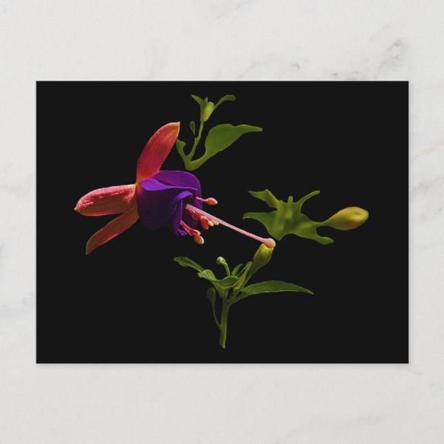 Lila Fuchsia-Blume Postkarte (Vorderseite)