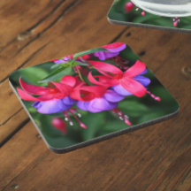 Lila Fuchsia mit rosa Sepalen