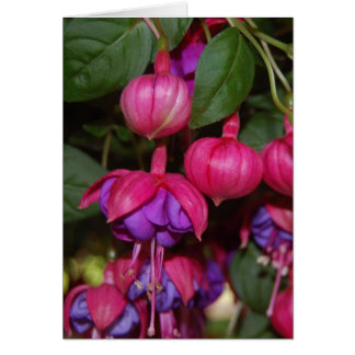 Lila Fuschia