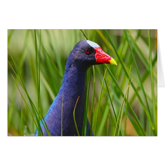 Lila Gallinule (Vorderseite (Horizontal))