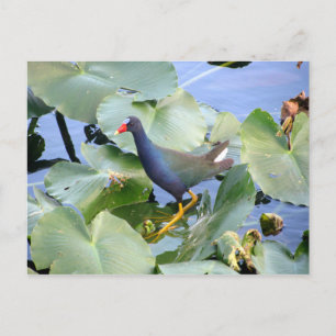 Lila Gallinule auf Lily Pad Postkarte