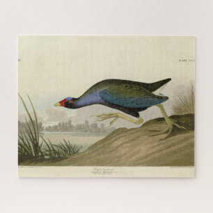 Lila Gallinule von Audubons Vögeln Amerikas Puzzle