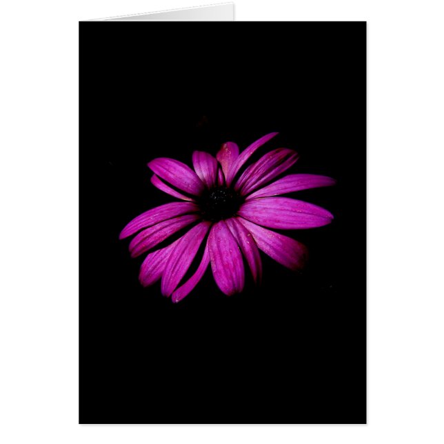 Lila Gänseblümchen (Vorne)