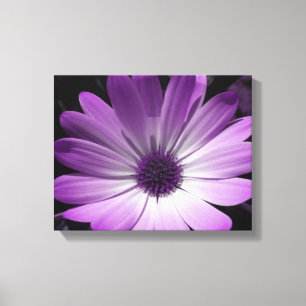 Lila Gänseblümchen-Blumen-Leinwanddruck Leinwanddruck