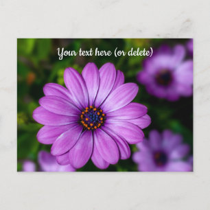 Lila Gänseblümchen-Blumen-Postkarte Postkarte