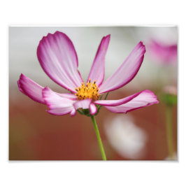 Lila Garden Cosmo Blume Nah-up Fotodruck
