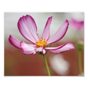 Lila Garden Cosmo Blume Nah-up Fotodruck