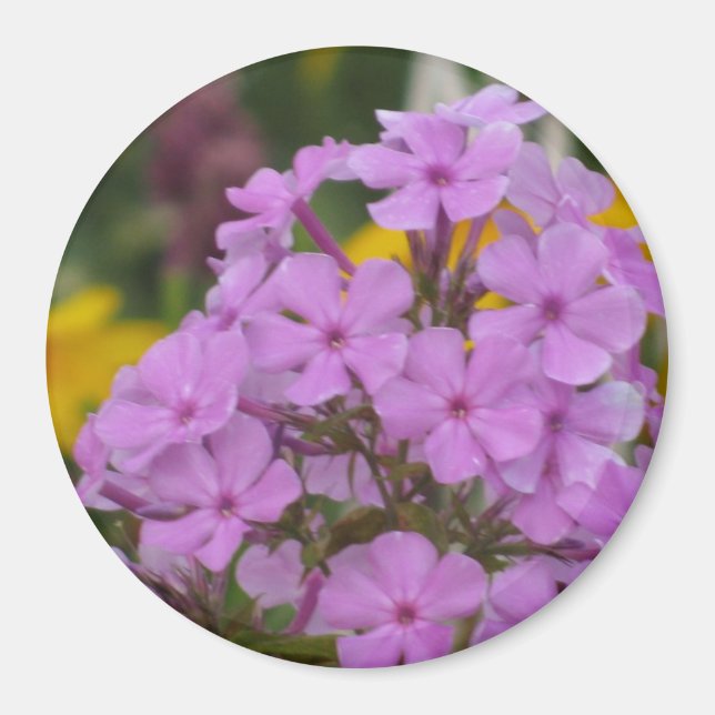 Lila Garden Phlox 3" Round Magnet (Vorne)