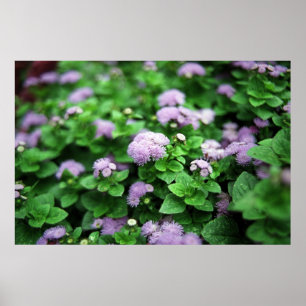 Lila Garten Poster
