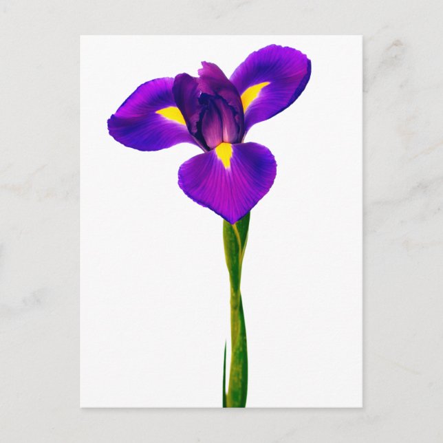 Lila-Gelbe Iris-Blume Blume Postkarte (Vorderseite)