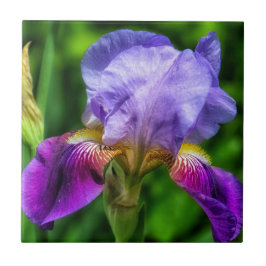 Lila-Gelbe Iris-Blume Fliese