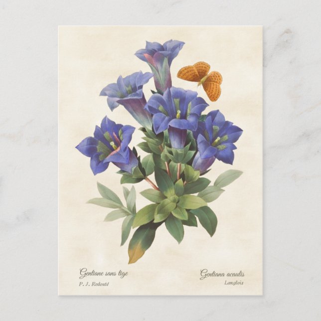 Lila Gentian Vintage botanische Illustration Postkarte (Vorderseite)