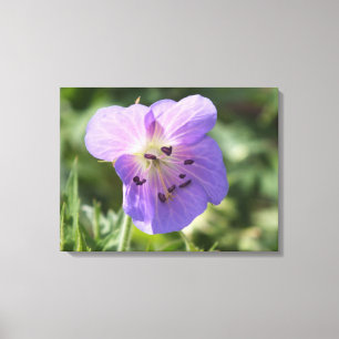 Lila Geranium-Blume auf Leinwand