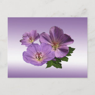 Lila Geranium-Blume Postkarte