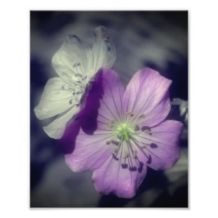 Lila Geranium-Blume, teilweise Farbe 8x10 Fotodruck