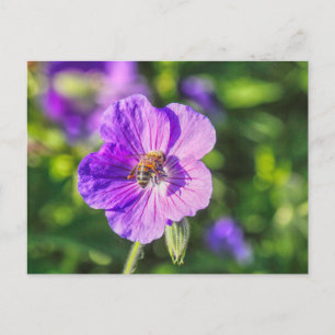 Lila Geranium mit Honey Bee Postkarte