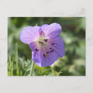 Lila Geranium Postkarte