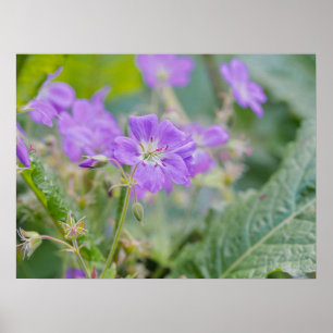 Lila Geranium Wildblume Botanisches Foto Poster