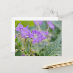 Lila Geranium-Wildblume Sommer-Fotografie Postkarte