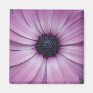 Lila Gerbera Daisy Blume Kühlschrankmagnet Sqaure Magnet