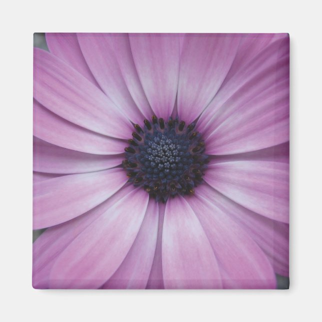 Lila Gerbera Daisy Blume Kühlschrankmagnet Sqaure Magnet (Vorne)