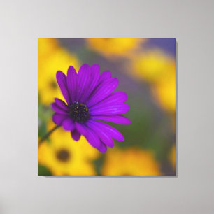 Lila Gerbera unter gelben Blumen Leinwand