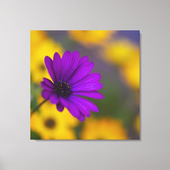Lila Gerbera unter gelben Blumen Leinwand (Vorderseite)