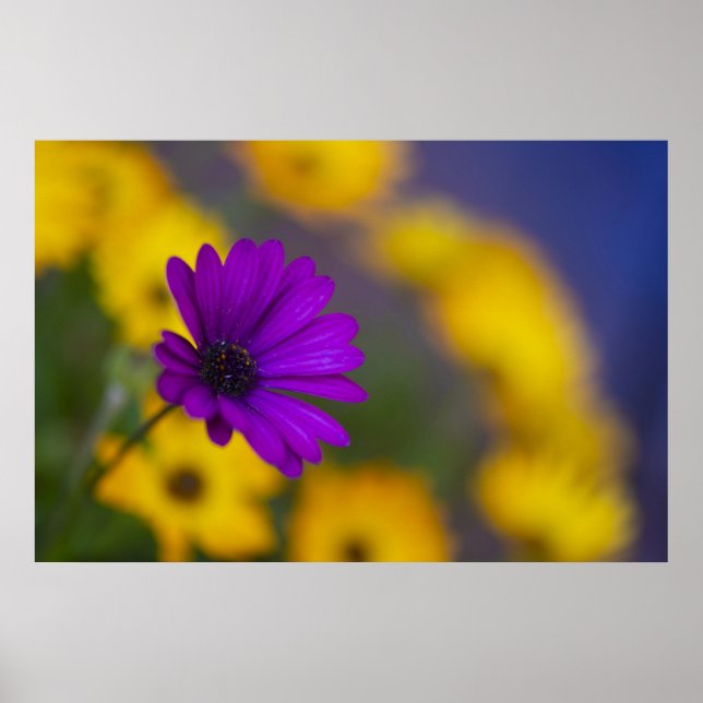 Lila Gerbera unter gelben Blumen Poster (Vorne)