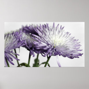 Lila getippter Spider Mum Panorama Poster