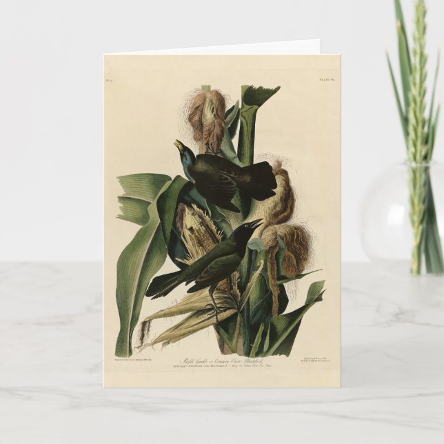 Lila Grakle (Grackle) Audubons Vögel von Amerika Karte (Vorderseite)