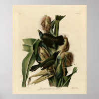 Lila Grakle (Grackle) Audubons Vögel von Amerika