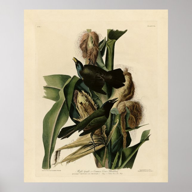 Lila Grakle (Grackle) Audubons Vögel von Amerika Poster (Vorne)