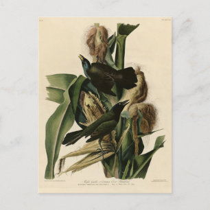 Lila Grakle (Grackle) Audubons Vögel von Amerika Postkarte