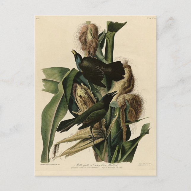 Lila Grakle (Grackle) Audubons Vögel von Amerika Postkarte (Vorderseite)
