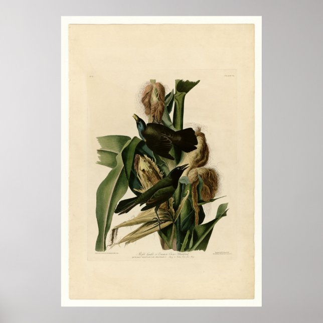 Lila Grakle Poster (Vorne)