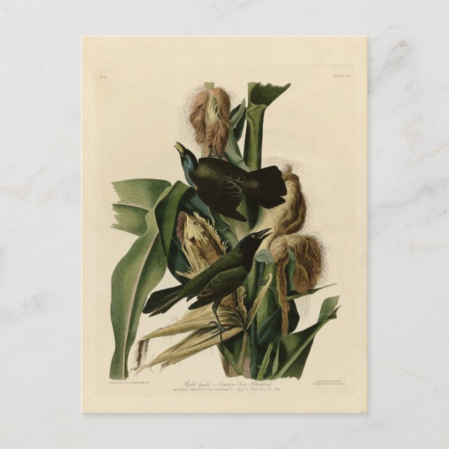 Lila Grakle Postkarte (Vorderseite)