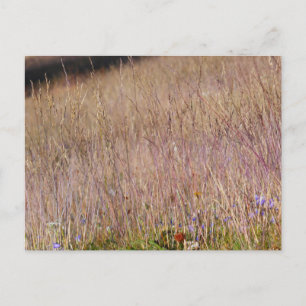 Lila Gras und Wildblumen Postkarte